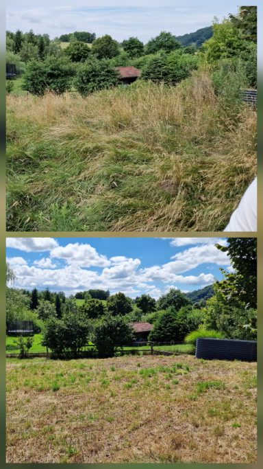 Vorher-Nachher-Mäharbeiten einer stark verwachsenen Wiese in Peißenberg.